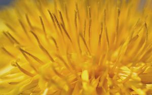 Preview wallpaper dandelion, pollen, macro, yellow