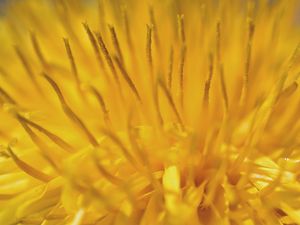 Preview wallpaper dandelion, pollen, macro, yellow