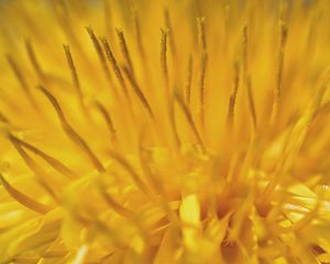 Preview wallpaper dandelion, pollen, macro, yellow