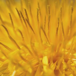 Preview wallpaper dandelion, pollen, macro, yellow