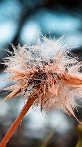 Preview wallpaper dandelion, seeds, crushed, wet, grass