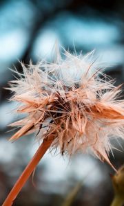 Preview wallpaper dandelion, seeds, crushed, wet, grass