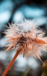 Preview wallpaper dandelion, seeds, crushed, wet, grass