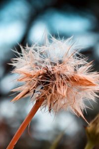 Preview wallpaper dandelion, seeds, crushed, wet, grass