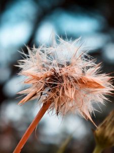 Preview wallpaper dandelion, seeds, crushed, wet, grass