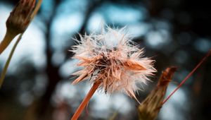 Preview wallpaper dandelion, seeds, crushed, wet, grass