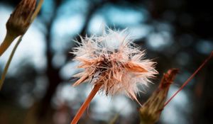 Preview wallpaper dandelion, seeds, crushed, wet, grass