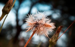 Preview wallpaper dandelion, seeds, crushed, wet, grass