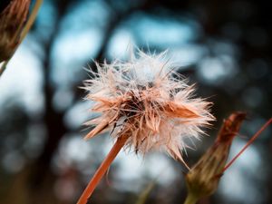 Preview wallpaper dandelion, seeds, crushed, wet, grass