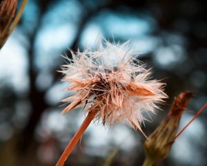 Preview wallpaper dandelion, seeds, crushed, wet, grass