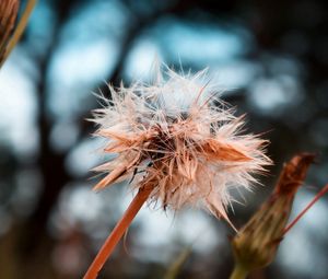 Preview wallpaper dandelion, seeds, crushed, wet, grass