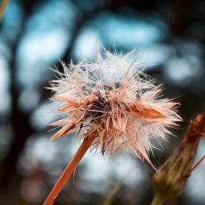 Preview wallpaper dandelion, seeds, crushed, wet, grass