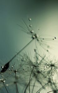 Preview wallpaper dandelion, seeds, drops, shadow