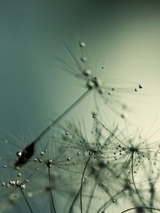 Preview wallpaper dandelion, seeds, drops, shadow