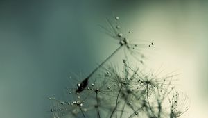 Preview wallpaper dandelion, seeds, drops, shadow