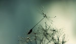 Preview wallpaper dandelion, seeds, drops, shadow