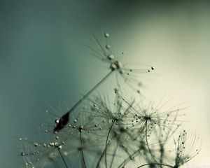 Preview wallpaper dandelion, seeds, drops, shadow