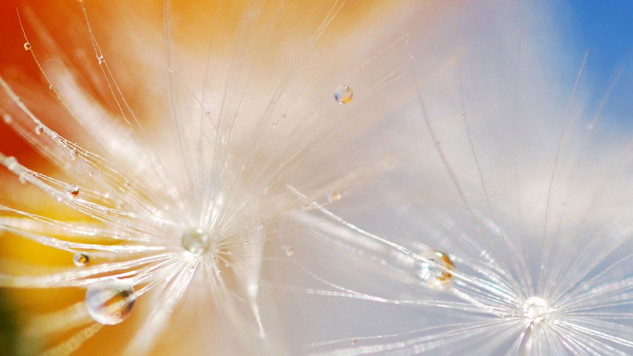 Wallpaper dandelion, seeds, drops