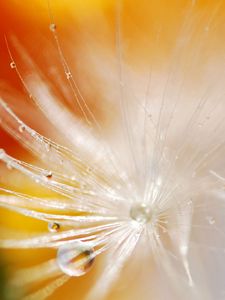 Preview wallpaper dandelion, seeds, drops