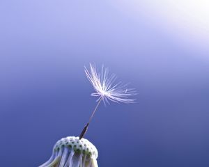 Preview wallpaper dandelion, seeds, feathers, background