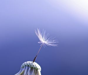 Preview wallpaper dandelion, seeds, feathers, background