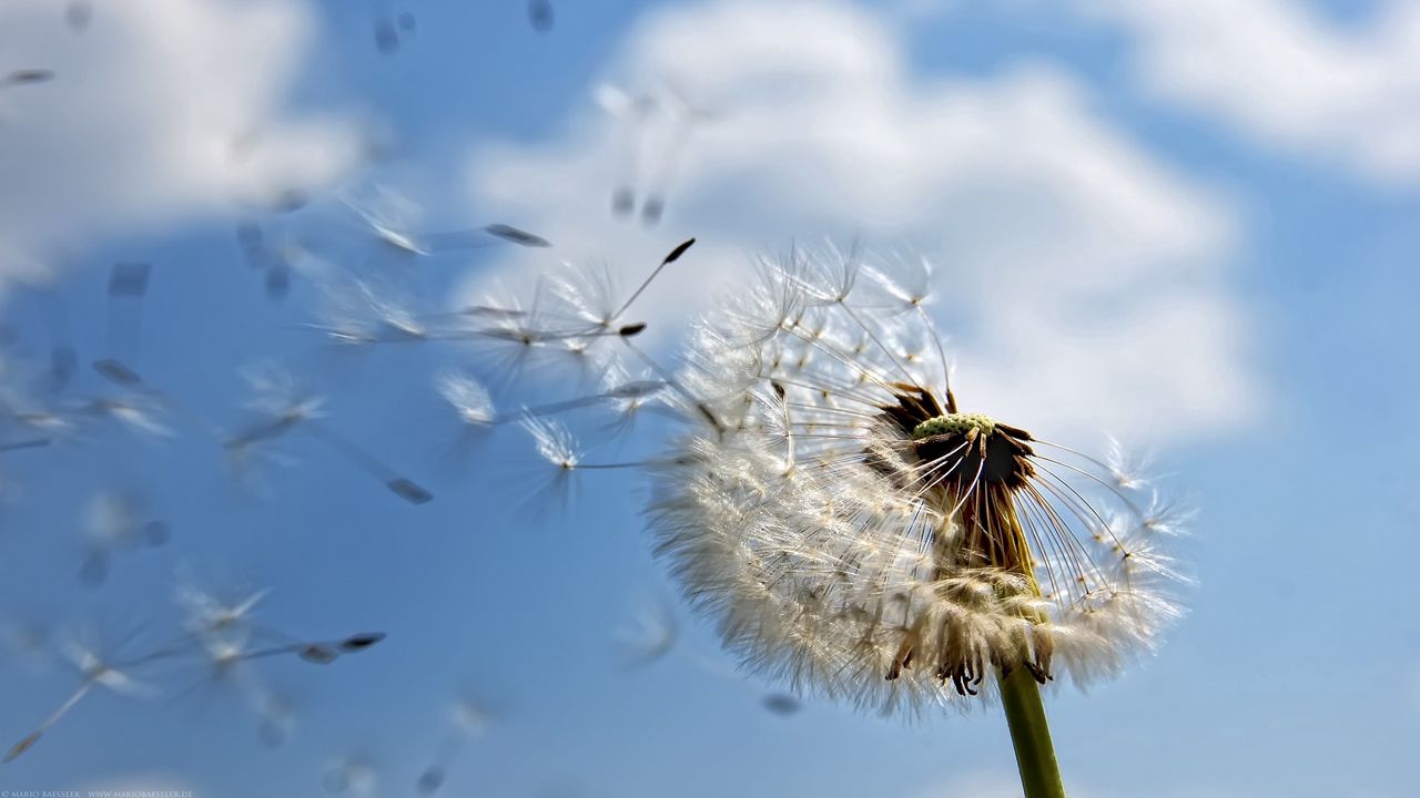 Wallpaper dandelion, seeds, fly, stem