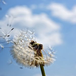 Preview wallpaper dandelion, seeds, fly, stem