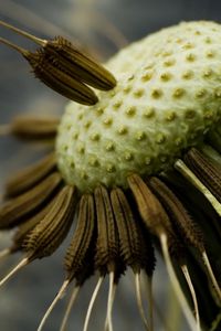 Preview wallpaper dandelion, seeds, fly around, close-up