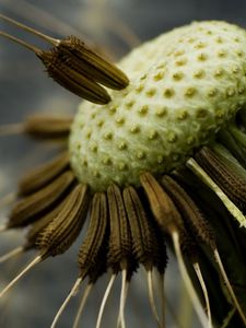 Preview wallpaper dandelion, seeds, fly around, close-up