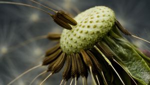 Preview wallpaper dandelion, seeds, fly around, close-up