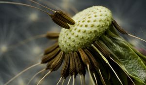 Preview wallpaper dandelion, seeds, fly around, close-up