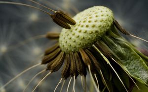 Preview wallpaper dandelion, seeds, fly around, close-up