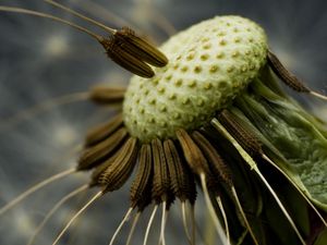 Preview wallpaper dandelion, seeds, fly around, close-up