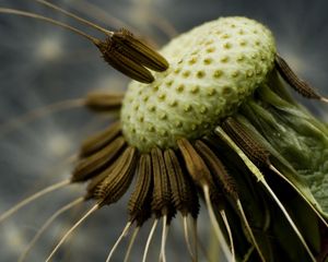 Preview wallpaper dandelion, seeds, fly around, close-up