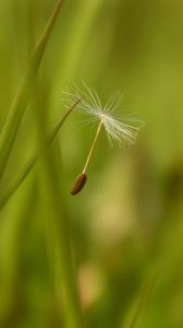 Preview wallpaper dandelion, seeds, flying, spread, grass