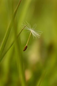 Preview wallpaper dandelion, seeds, flying, spread, grass