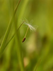 Preview wallpaper dandelion, seeds, flying, spread, grass