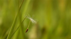 Preview wallpaper dandelion, seeds, flying, spread, grass