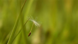 Preview wallpaper dandelion, seeds, flying, spread, grass