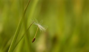 Preview wallpaper dandelion, seeds, flying, spread, grass