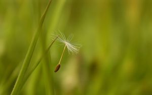 Preview wallpaper dandelion, seeds, flying, spread, grass