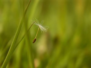 Preview wallpaper dandelion, seeds, flying, spread, grass