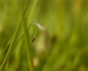 Preview wallpaper dandelion, seeds, flying, spread, grass