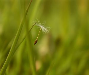 Preview wallpaper dandelion, seeds, flying, spread, grass