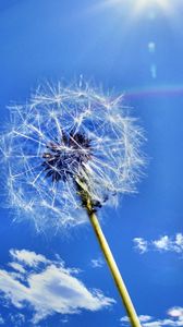 Preview wallpaper dandelion, sky, clouds