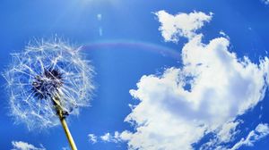 Preview wallpaper dandelion, sky, clouds