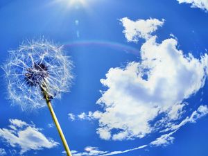 Preview wallpaper dandelion, sky, clouds