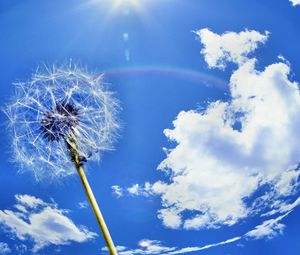 Preview wallpaper dandelion, sky, clouds