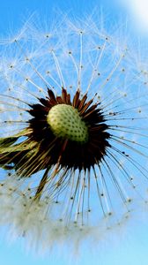 Preview wallpaper dandelion, sky, feathers, seeds, stem