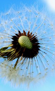 Preview wallpaper dandelion, sky, feathers, seeds, stem